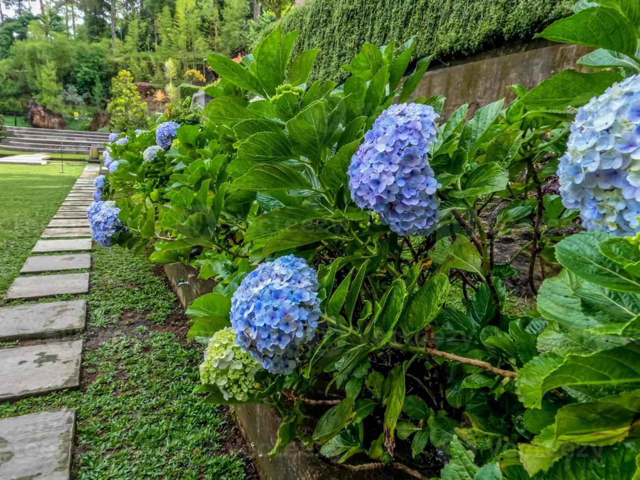 hortensia blomväxter som blommar är ljusblå, breda gröna blad med taggiga kanter foto