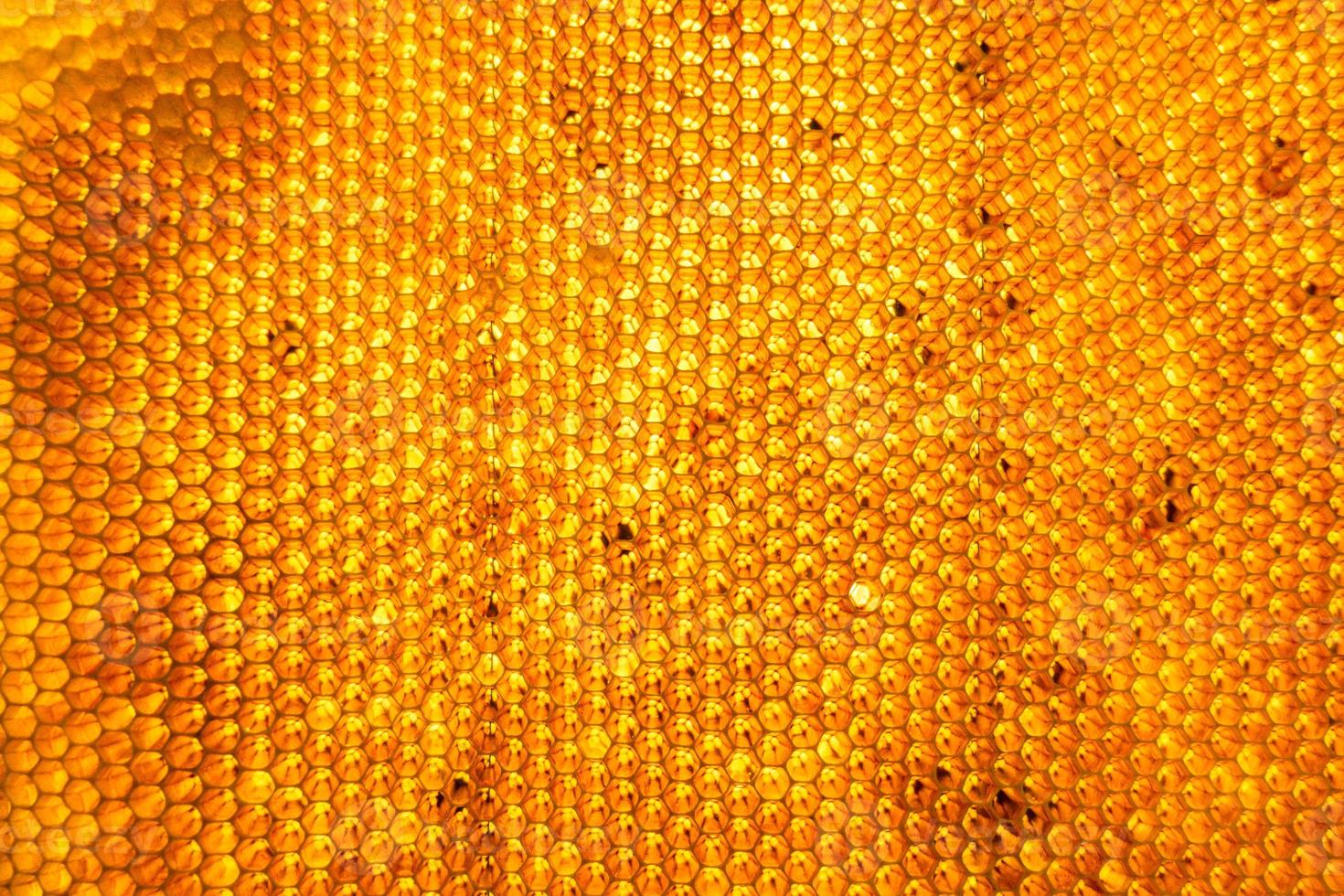 honungskaka från bikupa fylld med gyllene honung foto