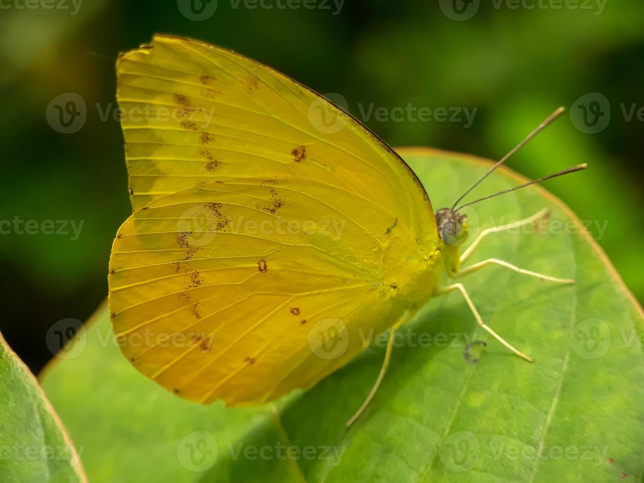 gula fjärilar på löv gömmer sig mot en naturlig bakgrund foto