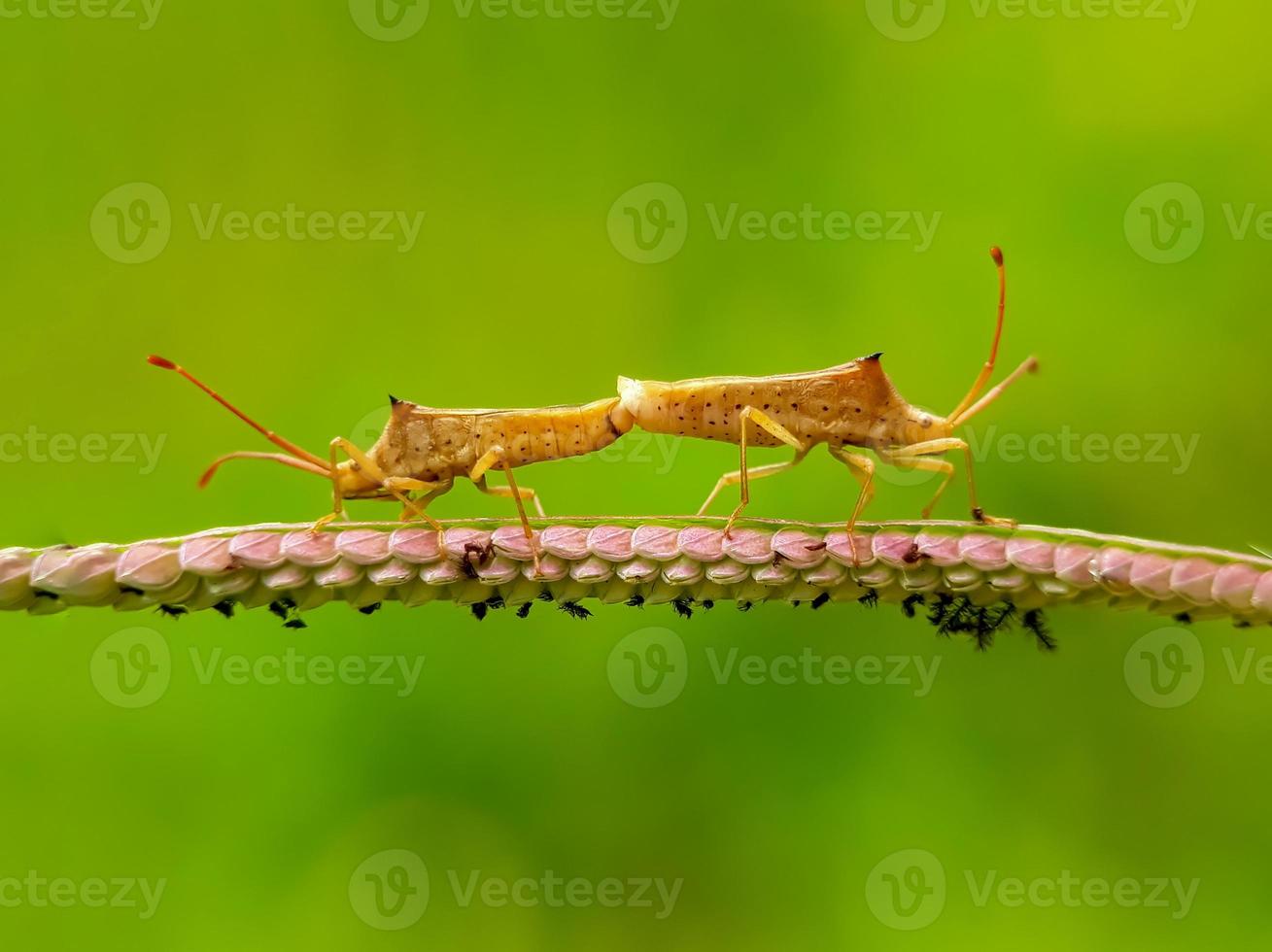 nyckelpiga skadedjur luktar obehaglig parning foto