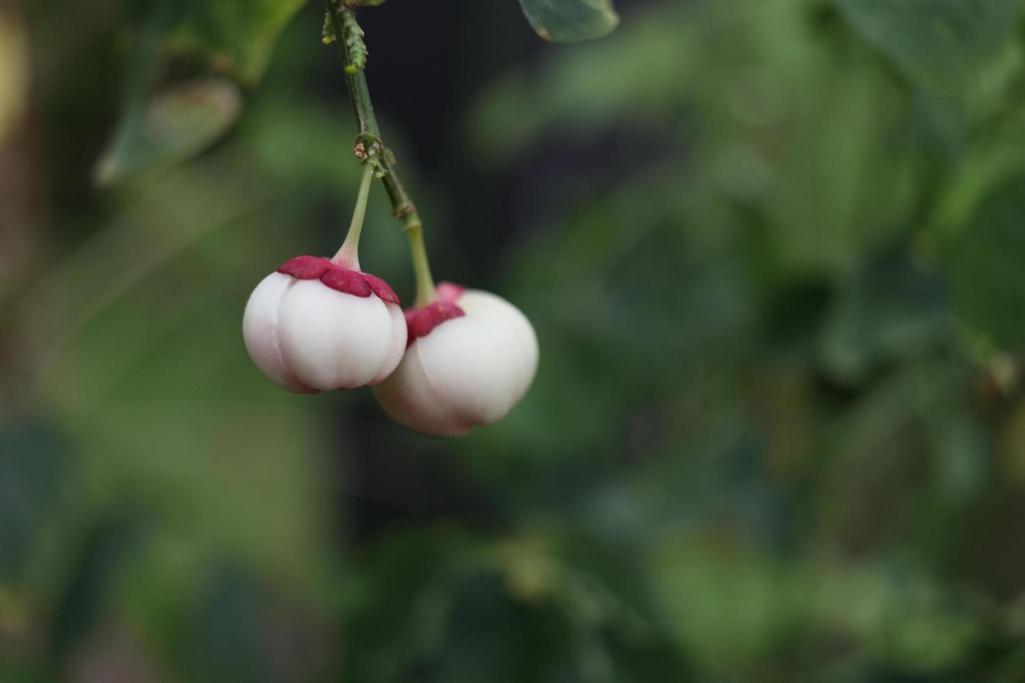 vita frukter av sauropus androgynus och oskärpa bakgrund. thailand. ett annat namn är katuk, phyllanthus geoffrayi, senna sophera. foto