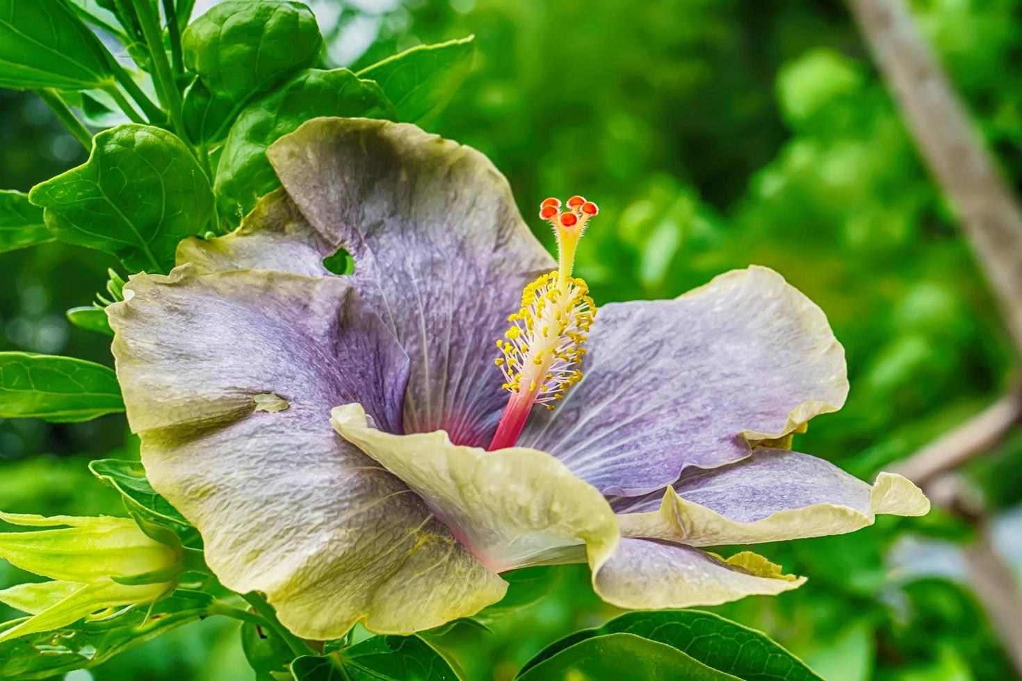 hibiskus blomma är många färger och vacker i trädgården. foto