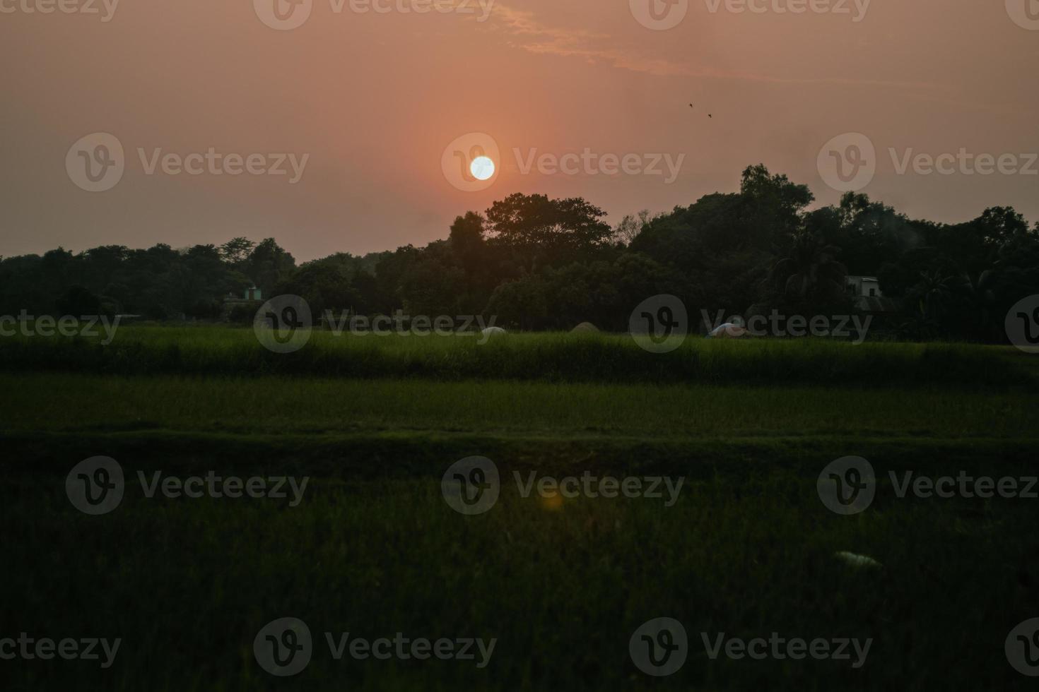 vacker solnedgångsvy med trädsiluetten. röd solhorisont med fåglar som flyger och greenfield foto. fotografering i soluppgången på morgonen med greenfield i ett landsbygdsområde eller byområde. foto