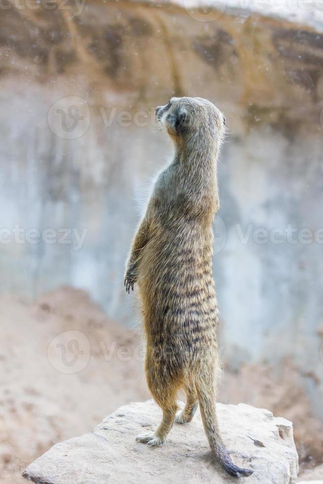 surikat eller surikate stående foto