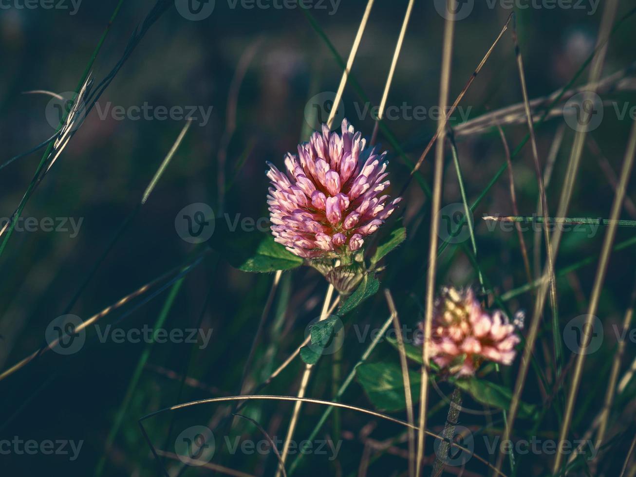 rosa klöverblomma i blom i högt gräs på mörk gräsbevuxen bakgrund foto
