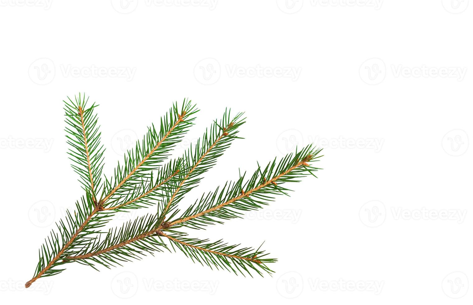 grön gran gren med korta nålar närbild på en vit bakgrund, isolera. julgran, dekoration. nytt år, jul. vintergrönt barrträd, vanlig gran foto