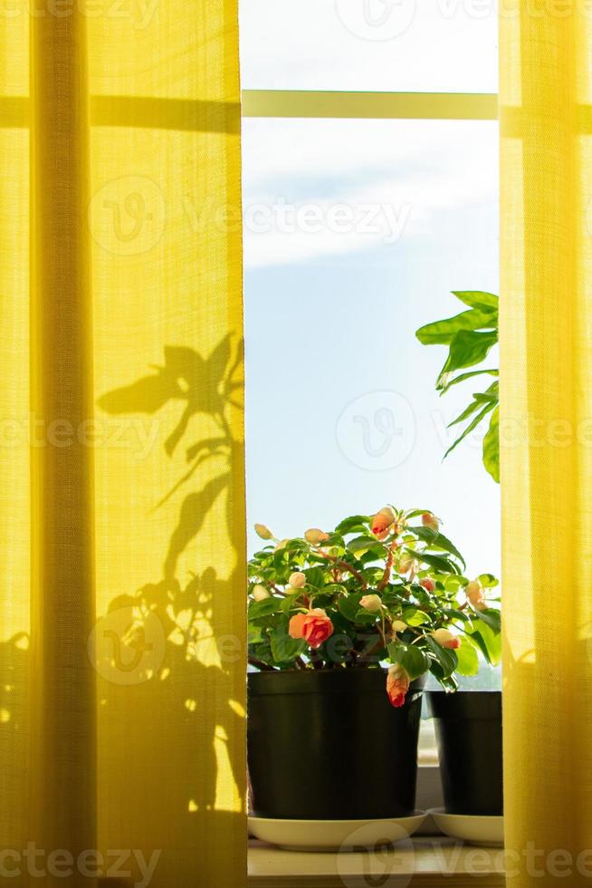 odla krukväxter i krukor. fönster med gula gardiner och blommor i solen. foto