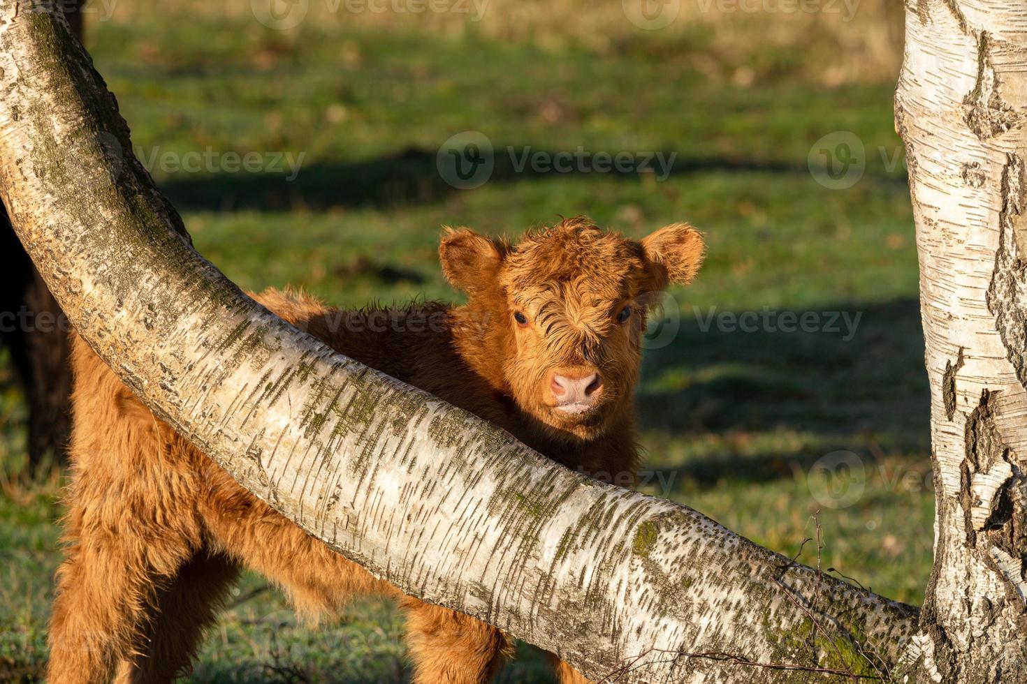 brun galloway kalv foto