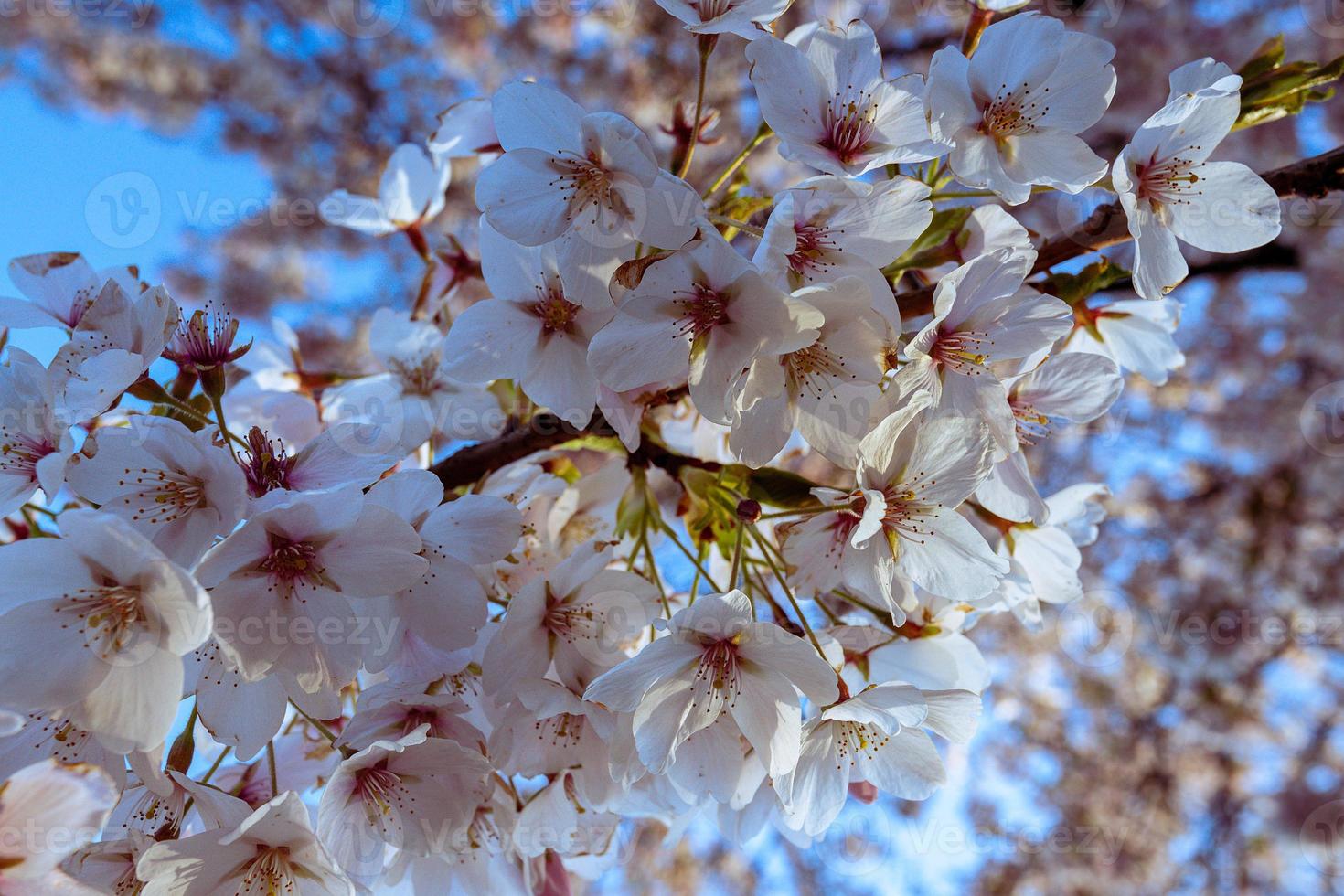 massor av körsbärsblommor foto