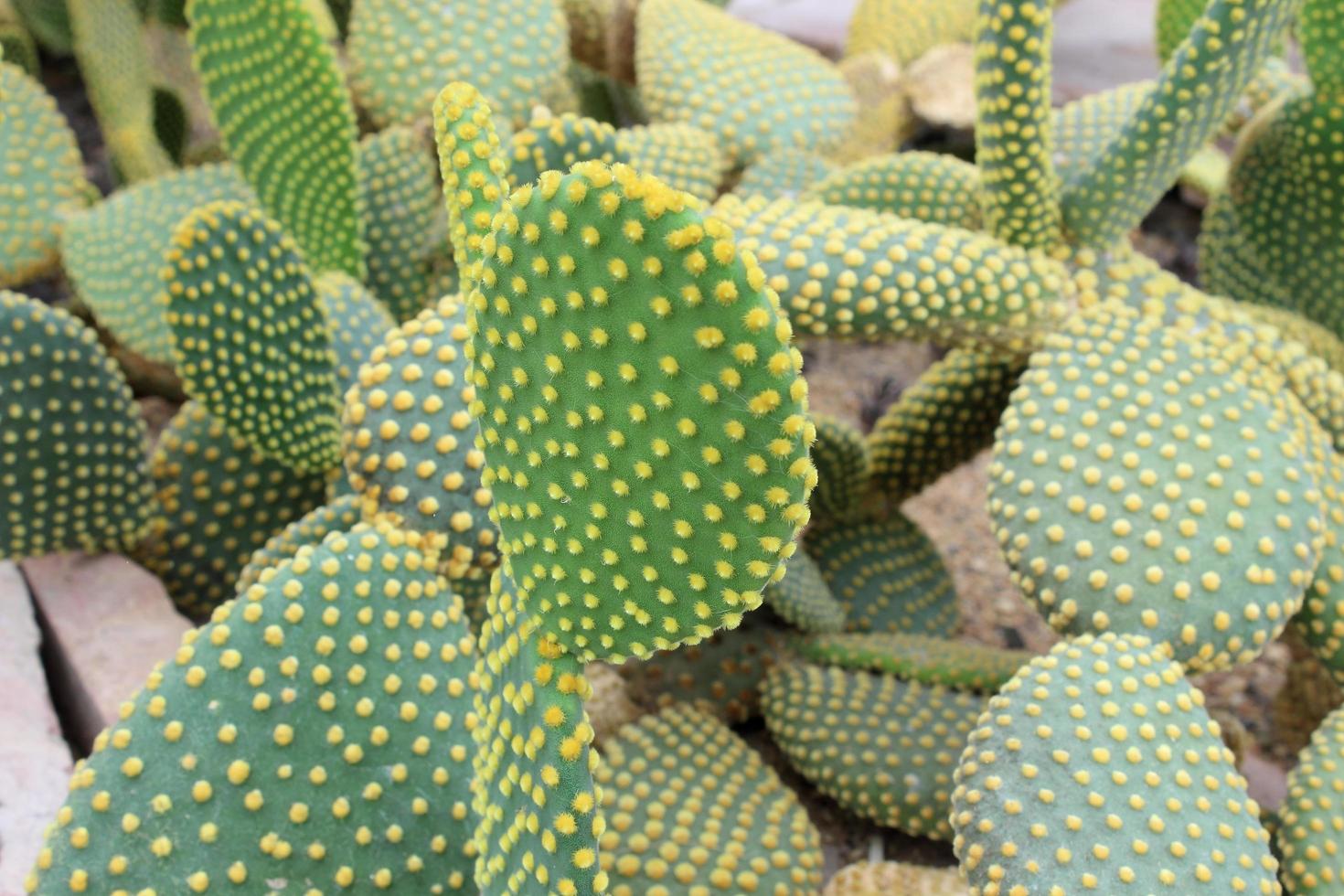 vacker kaktus i trädgården foto