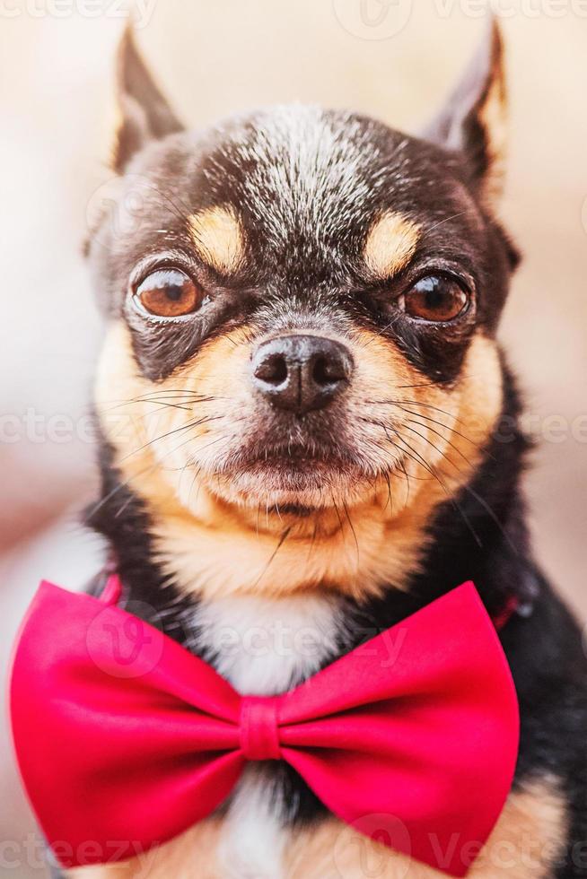 chihuahua hund tricolor med en röd fjäril runt halsen. husdjurs hund. foto