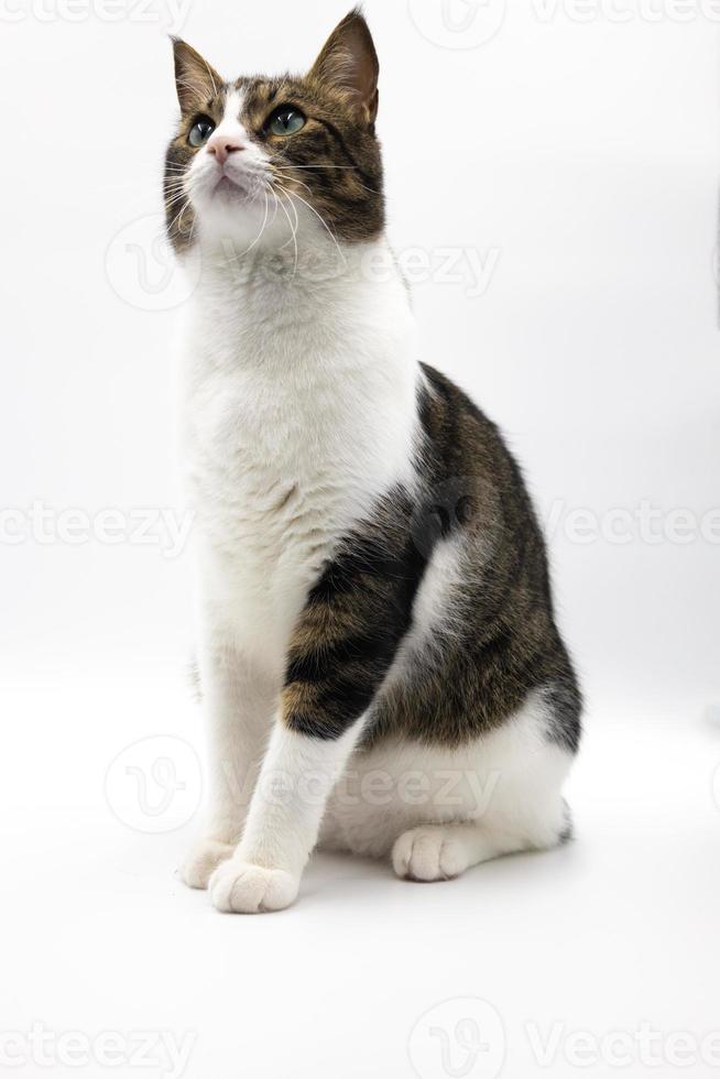 tabby söt katt på vit background.studio shoot, bra för design eller reklam. foto