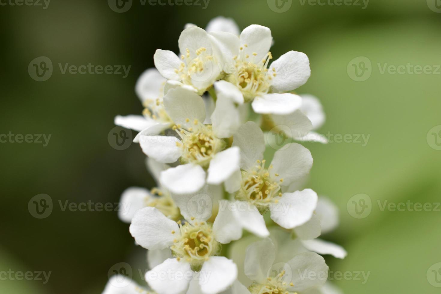 vita blommor av vanlig chrem prunus padus eller fågelkörsbär foto