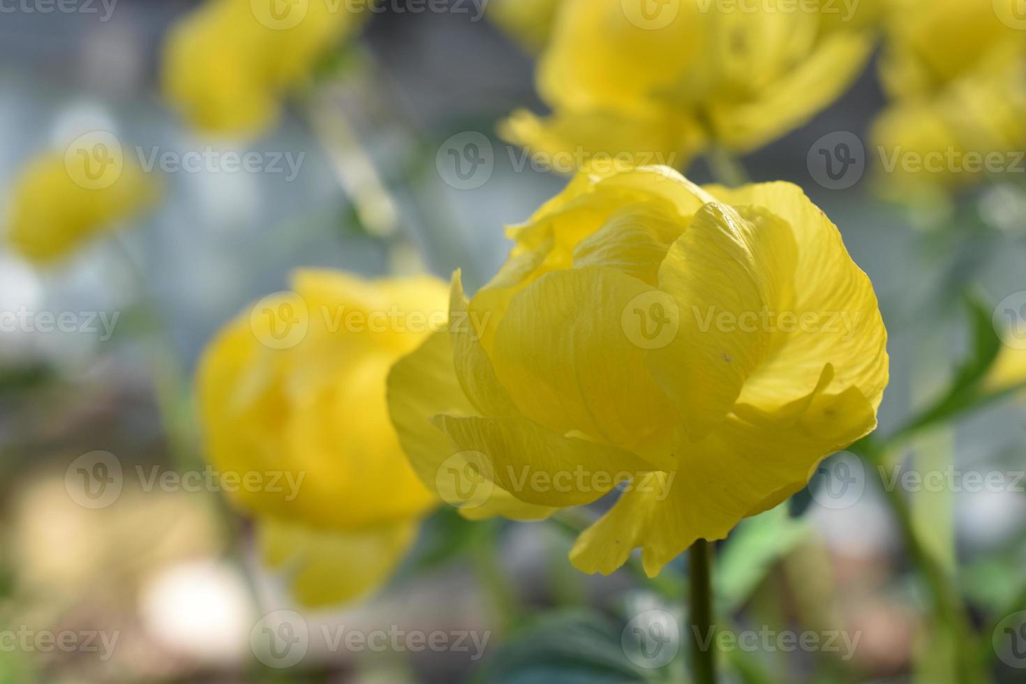 bathhouse trollius är ett släkte av fleråriga örtartade växter från smörblomfamiljen ranunculaceae foto