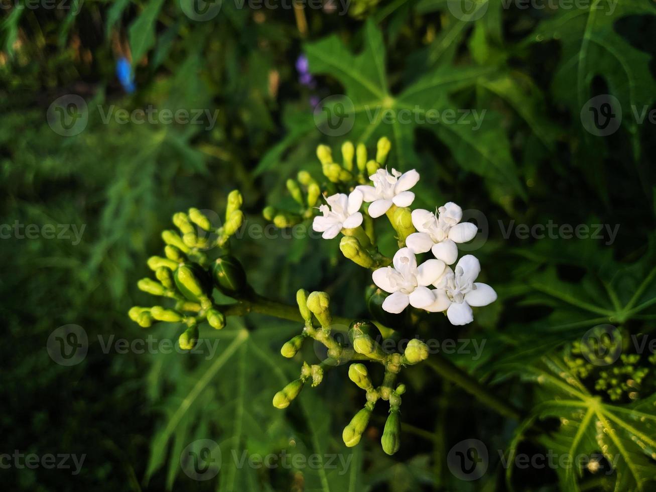 makrofoto av vita japanska papayaväxtblommor i trädgården foto