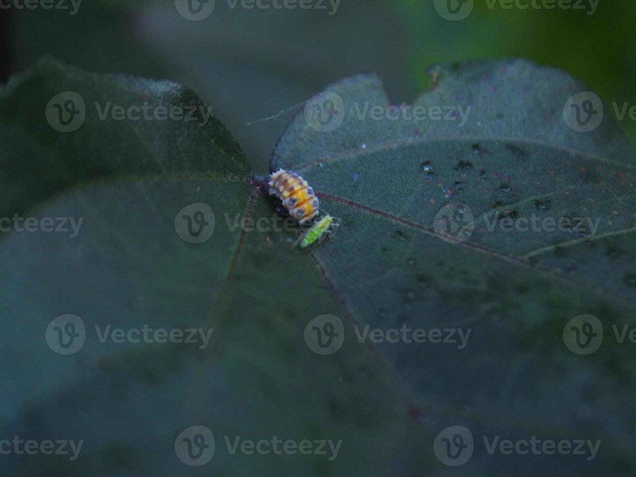 novius cardinalis skalbaggarlarver på ett blad foto