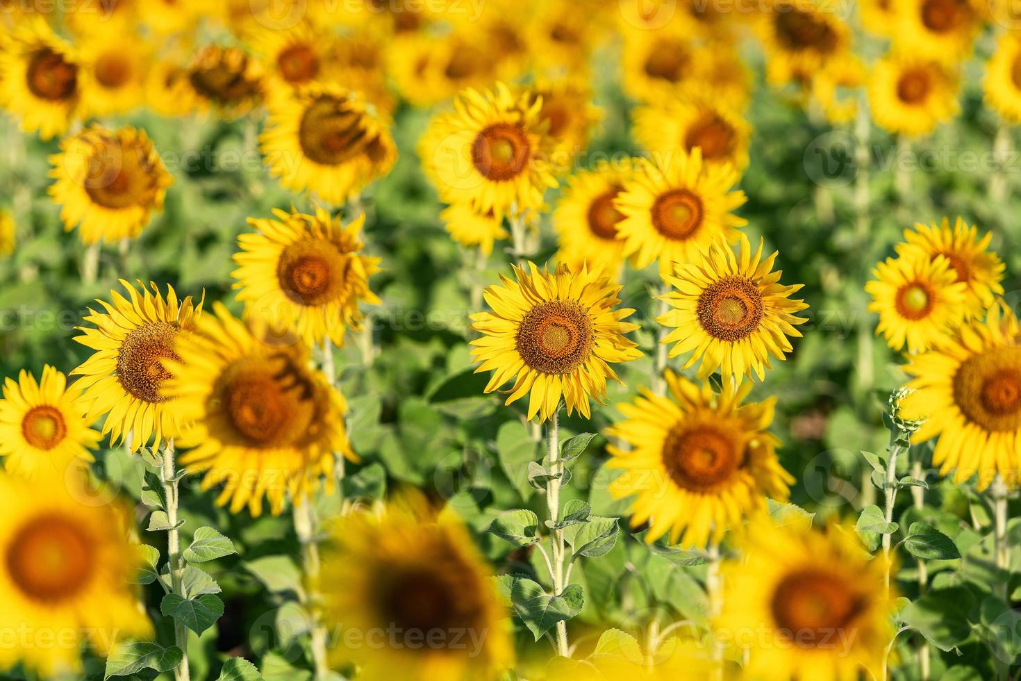 solrosgul och orange färgglad i blomningssäsong av solros under sommaren i lantgård, fält för organisk frögröda och skörd från solrosoljajordbruk foto