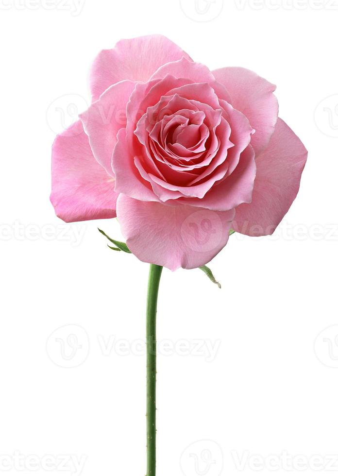 vacker rosa rosblomma, isolerad på vit bakgrund foto