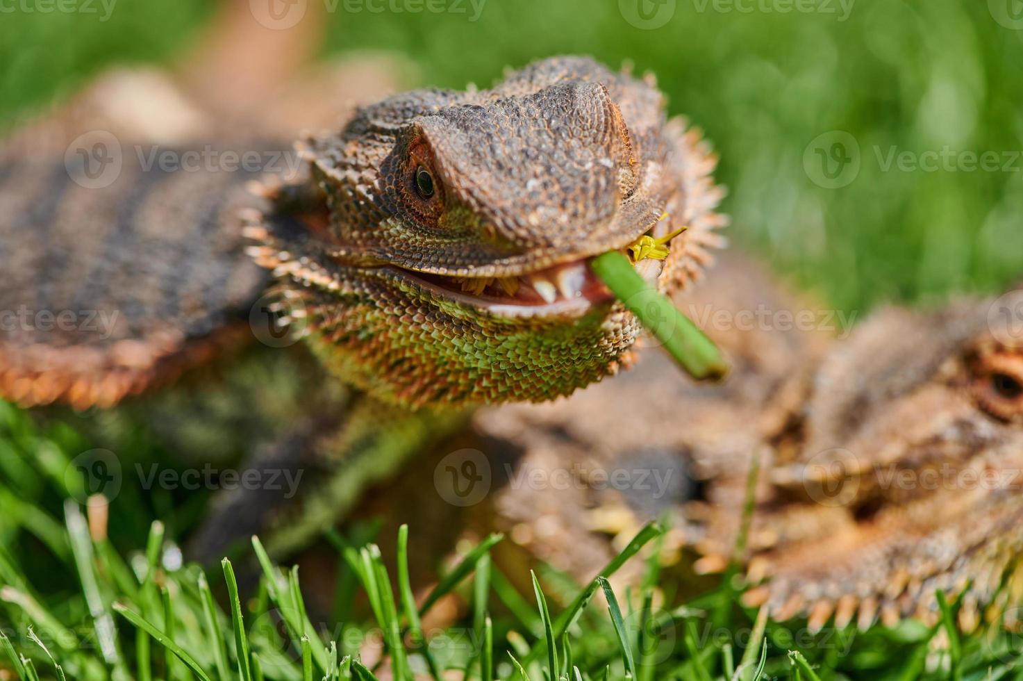 skäggig drake äter en maskrosblomma foto