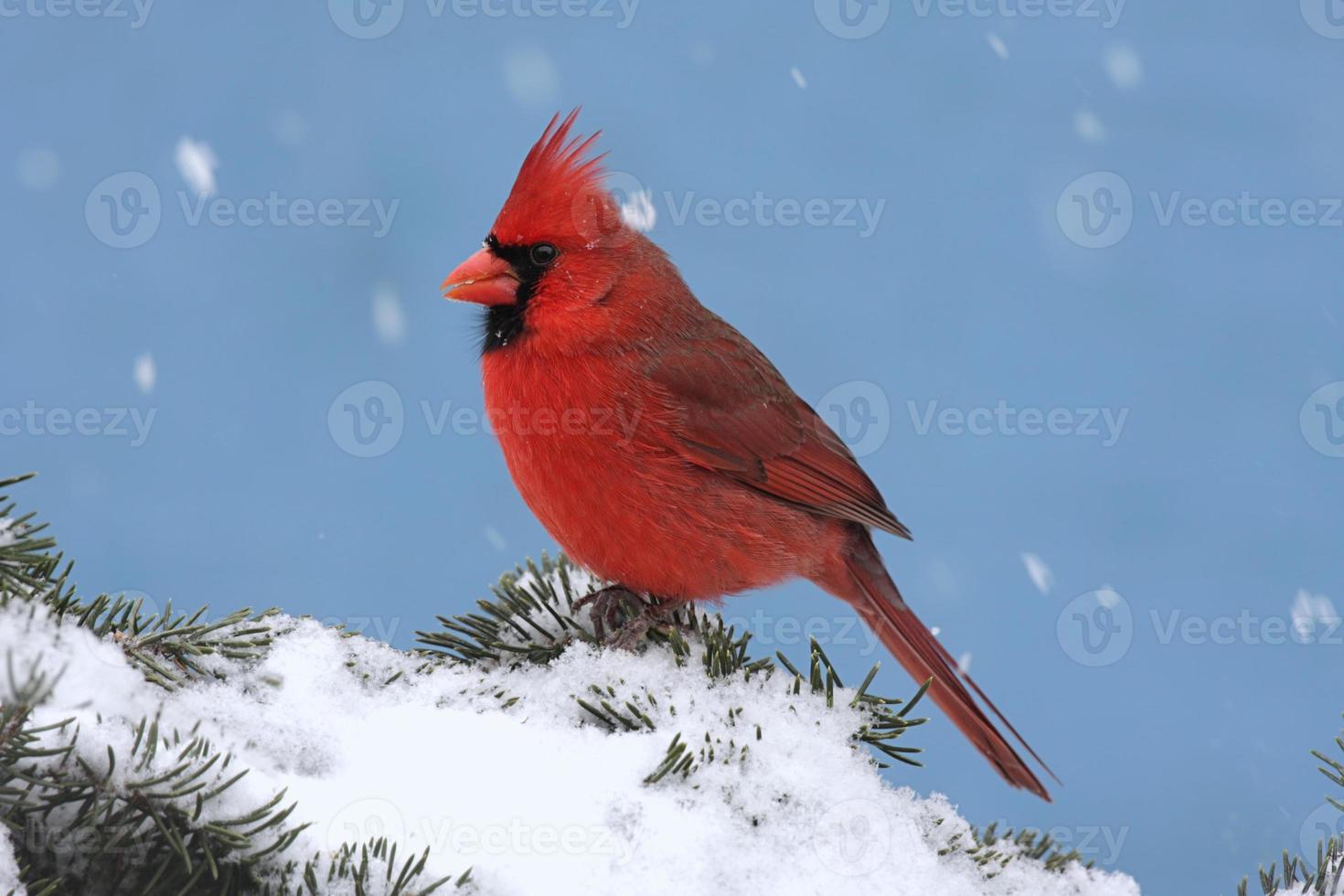 kardinal i en snöstorm foto
