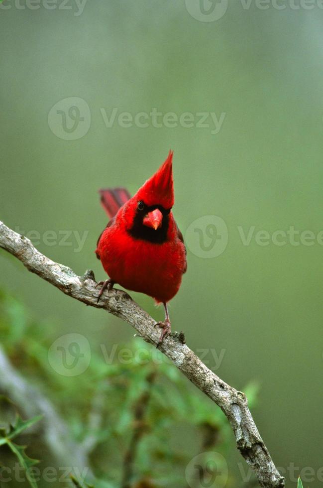 manlig nordlig kardinal foto