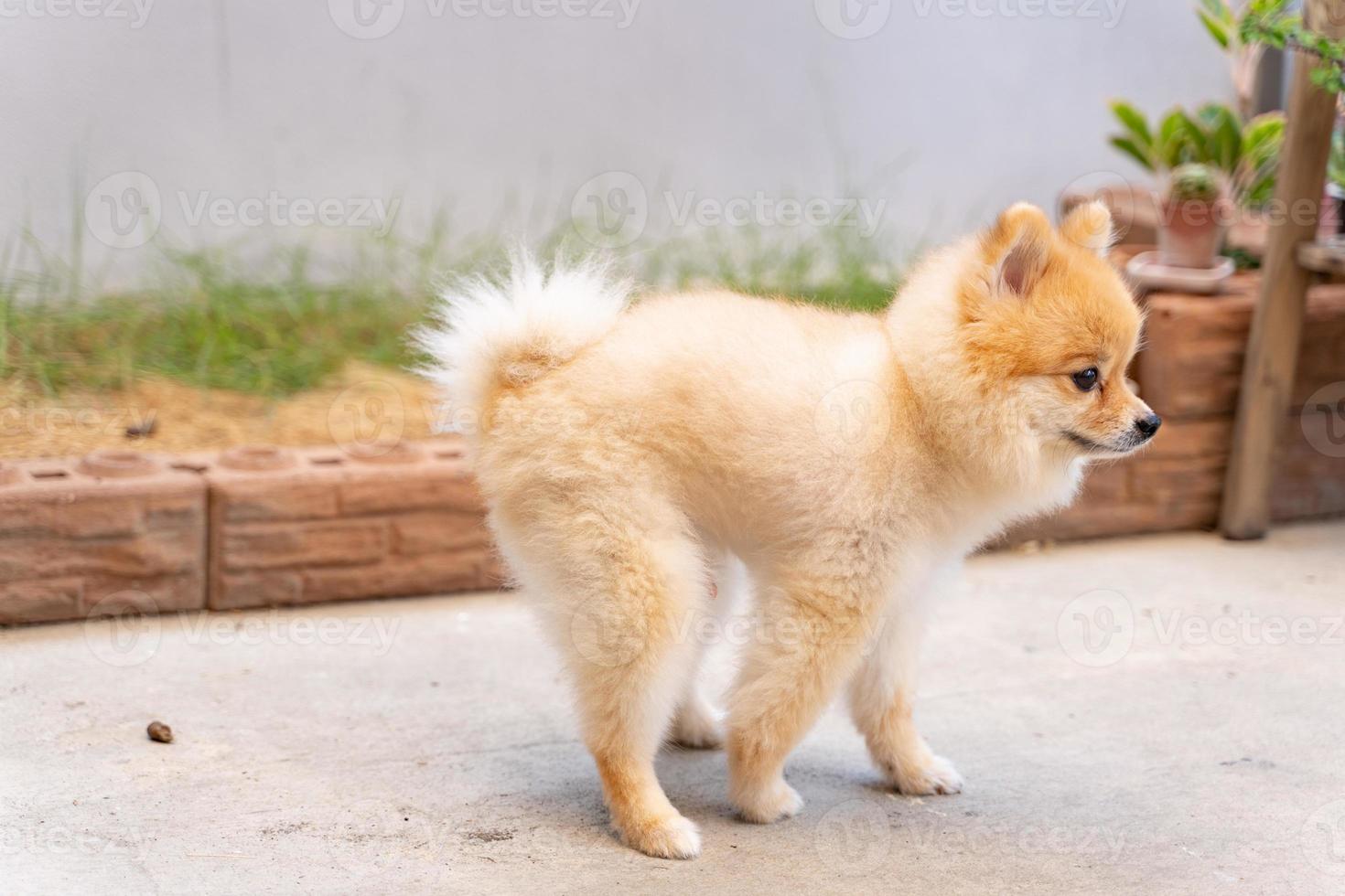 söt liten pomeranian hund bajsar ut ur förberett område. hundterrier skiter i parken med gräsfältet, avföring av hund på trädgården foto