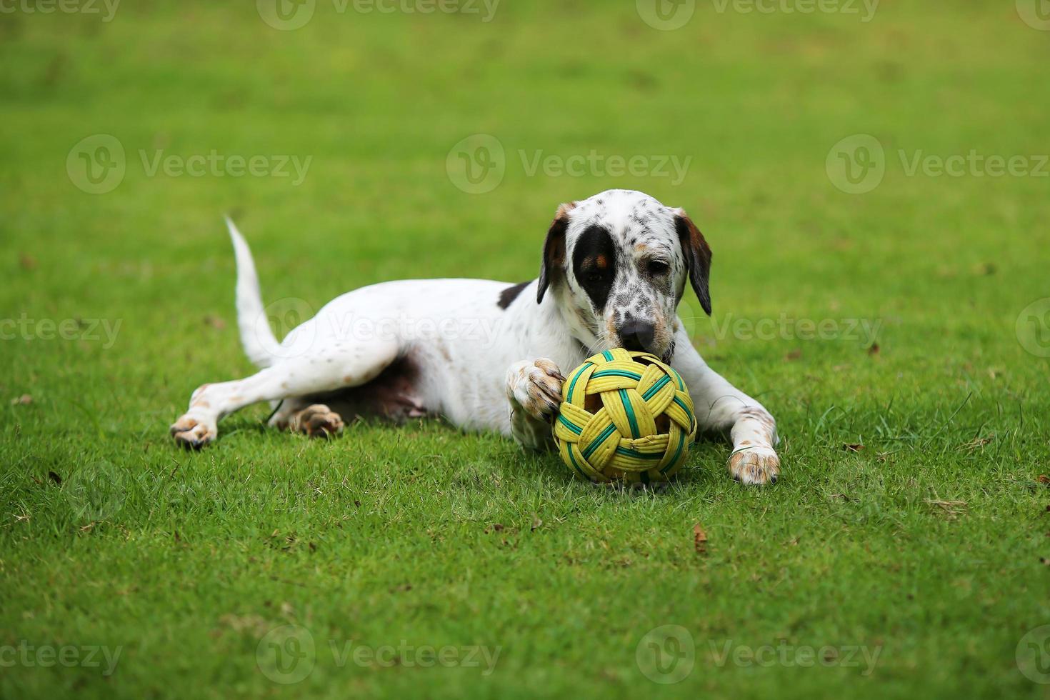 hund leker med leksak i parken. hund i gräsfält. foto