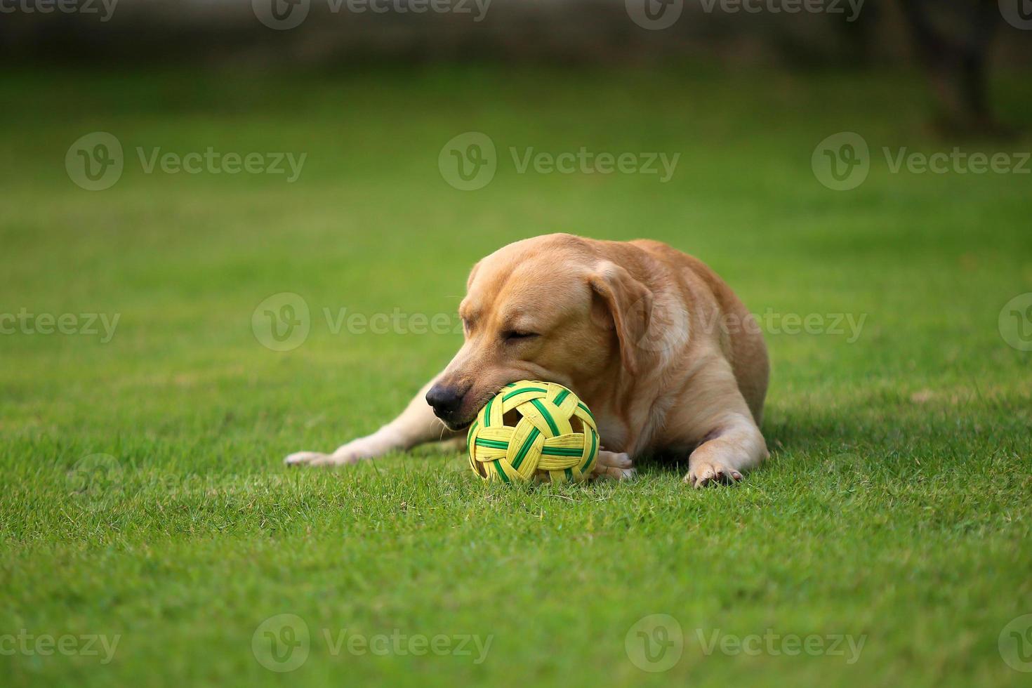 labrador retriever med boll i gräsplan. hund i parken. foto