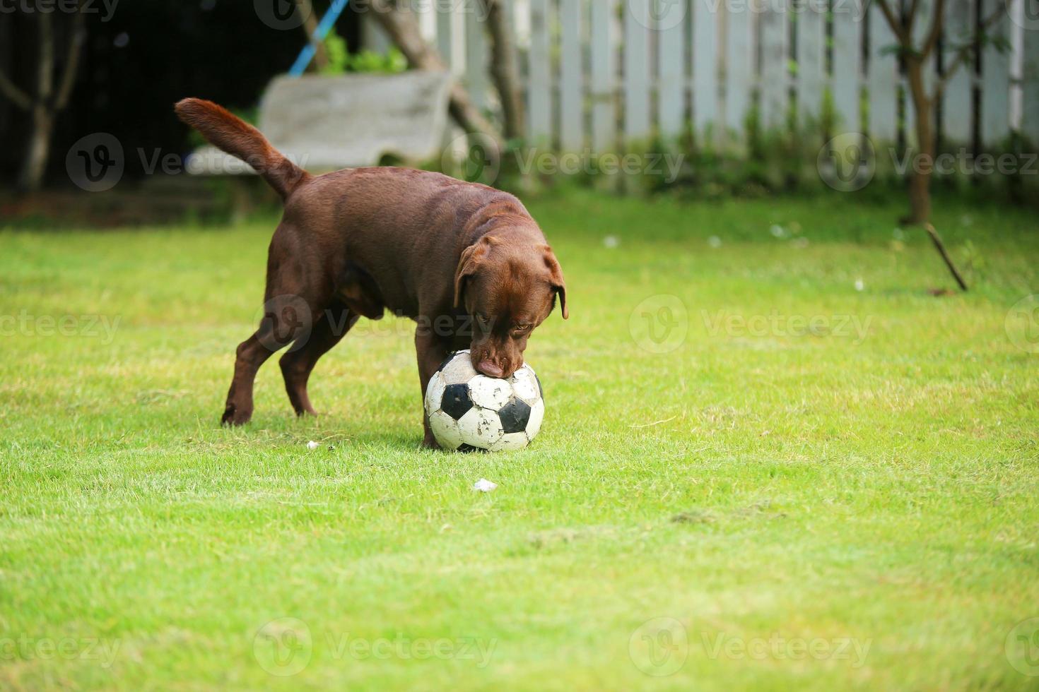 labrador retriever spelar fotboll i parken. hund med boll i gräsplan. foto