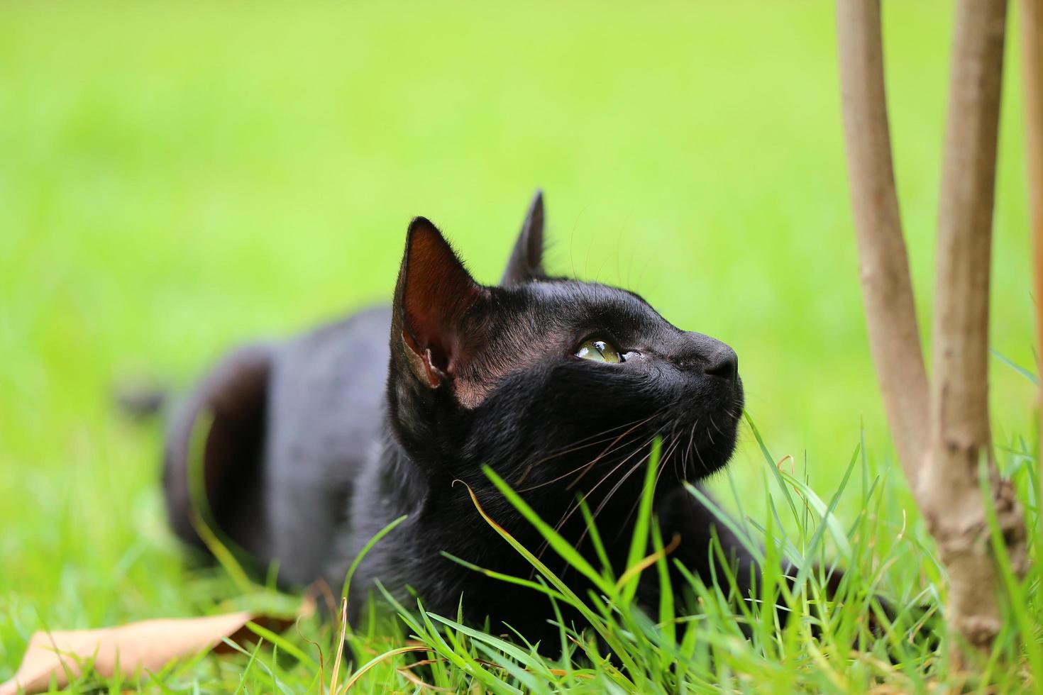 ung svart katt jagar på gräsmattans gröna gräs. kattunge liggande på gräs i parken i solskensdag foto