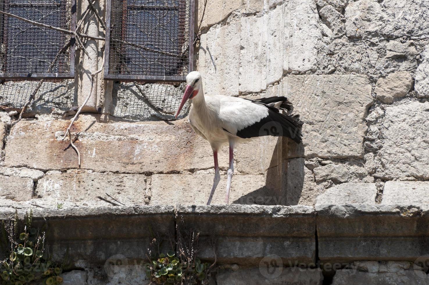 vit stork, ciconia ciconia foto