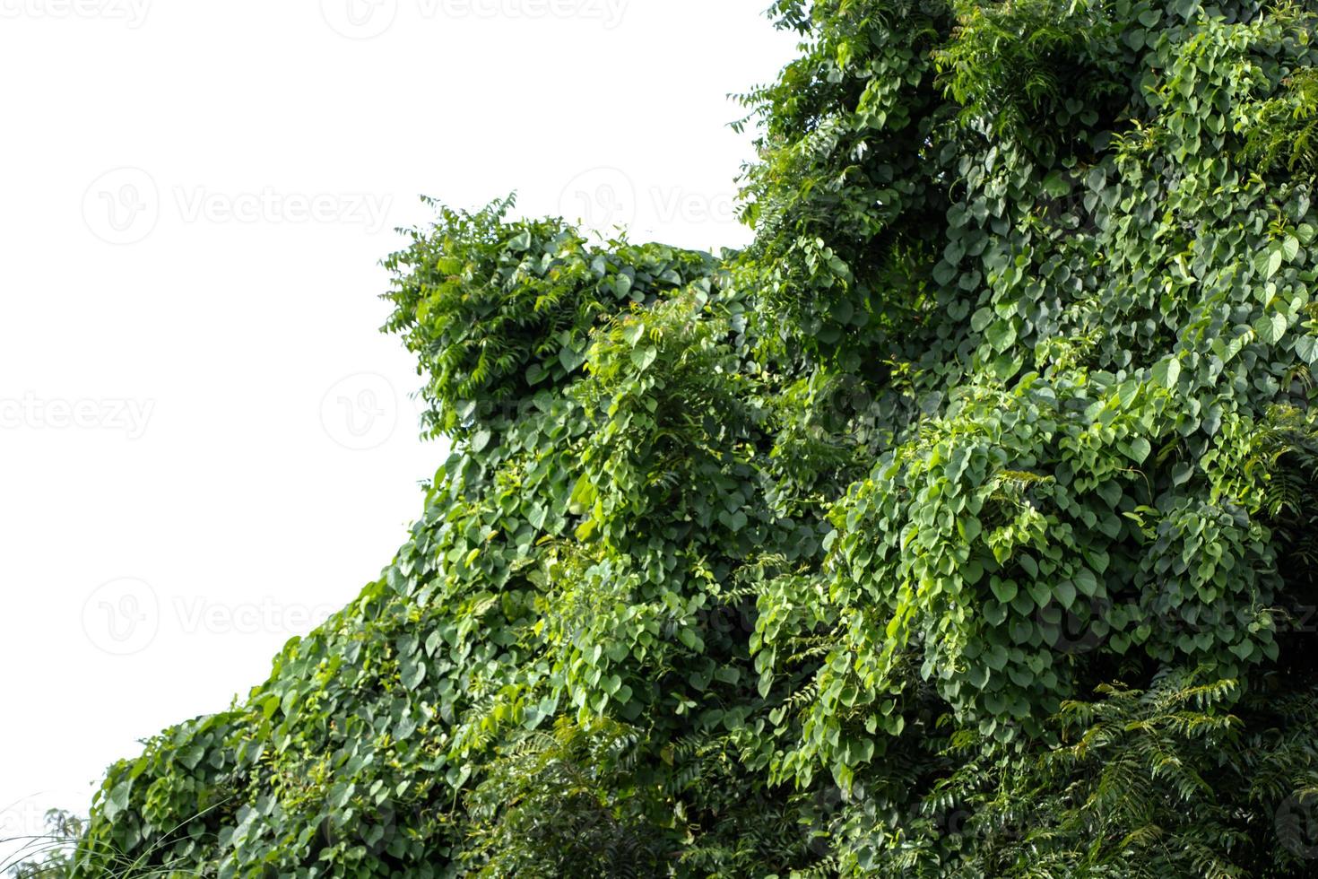gröna blad på vit bakgrund foto