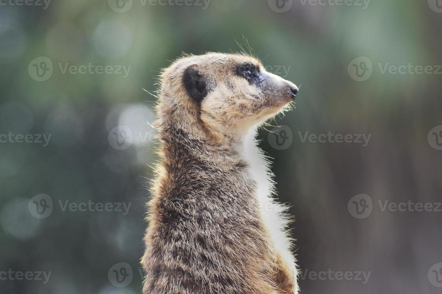 suricat, suricata vakar över och skyddar flocken. foto