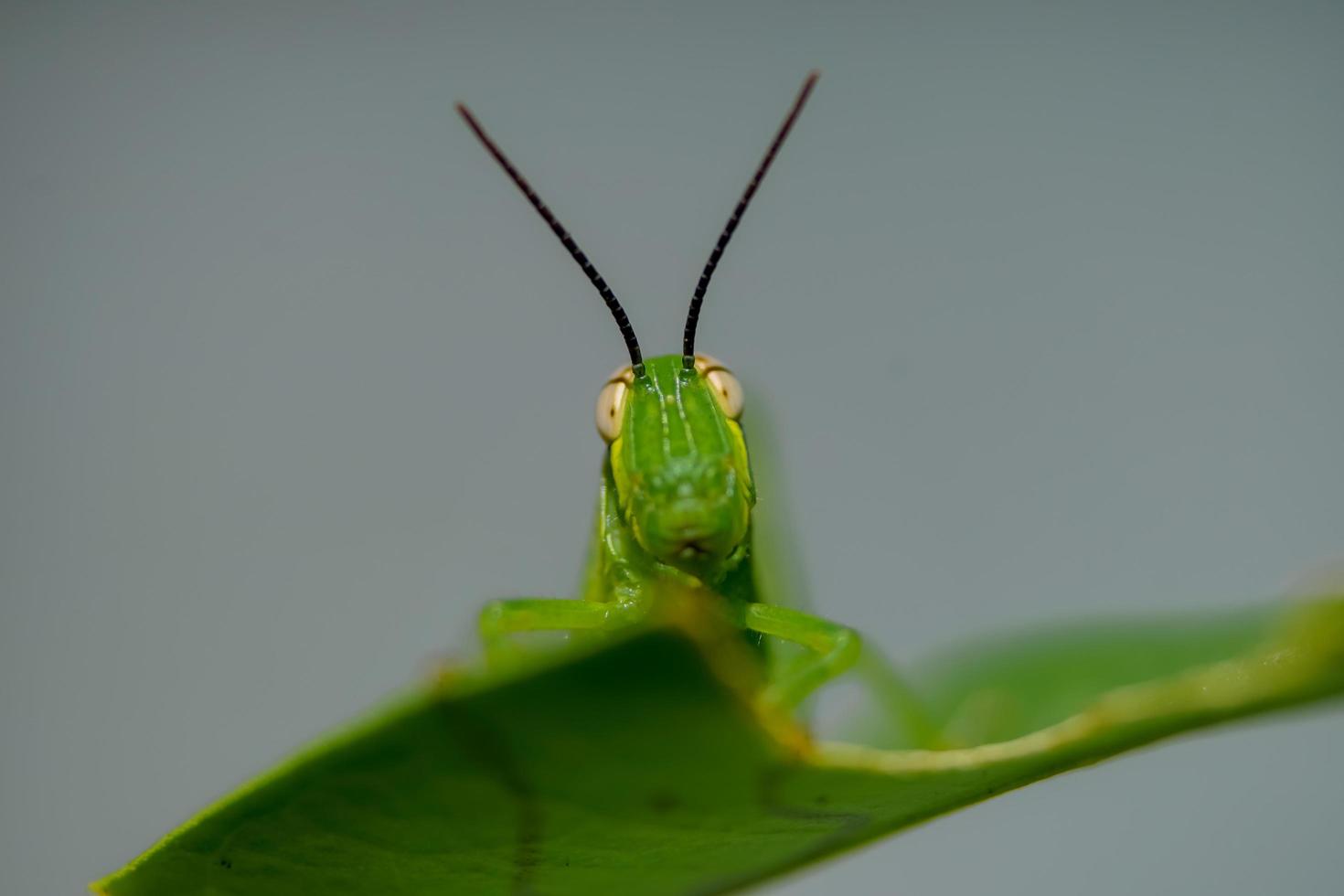 makrofotografering ansiktet på en grön gräshoppa uppflugen för att äta limeblad, huvud närbild. foto