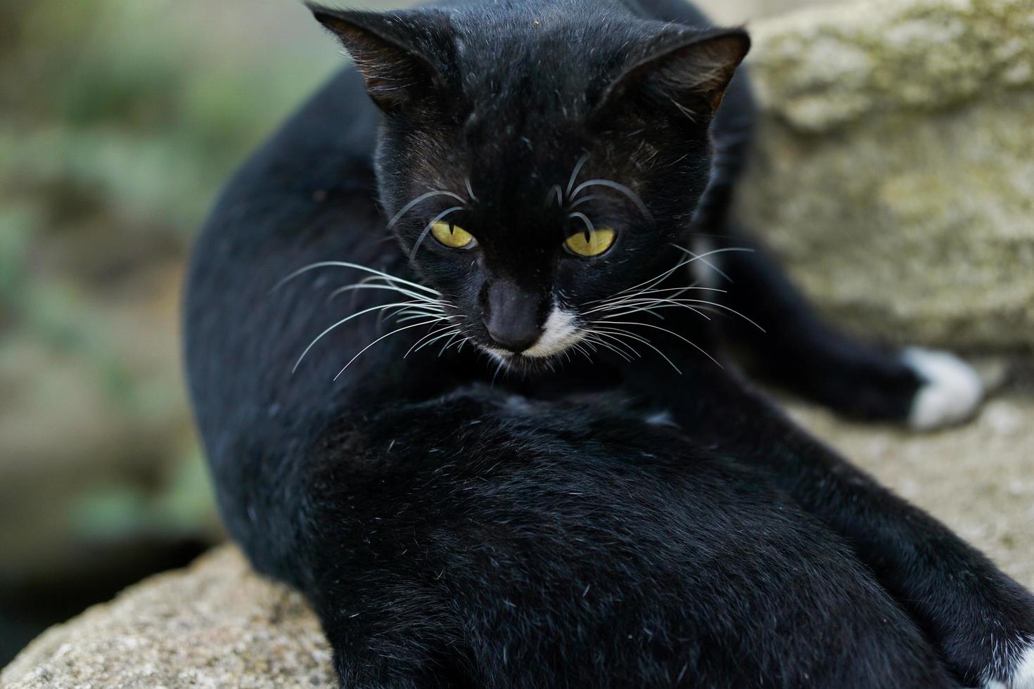 bild av svart katt ligger ner och observerar något med bokeh bakgrund foto