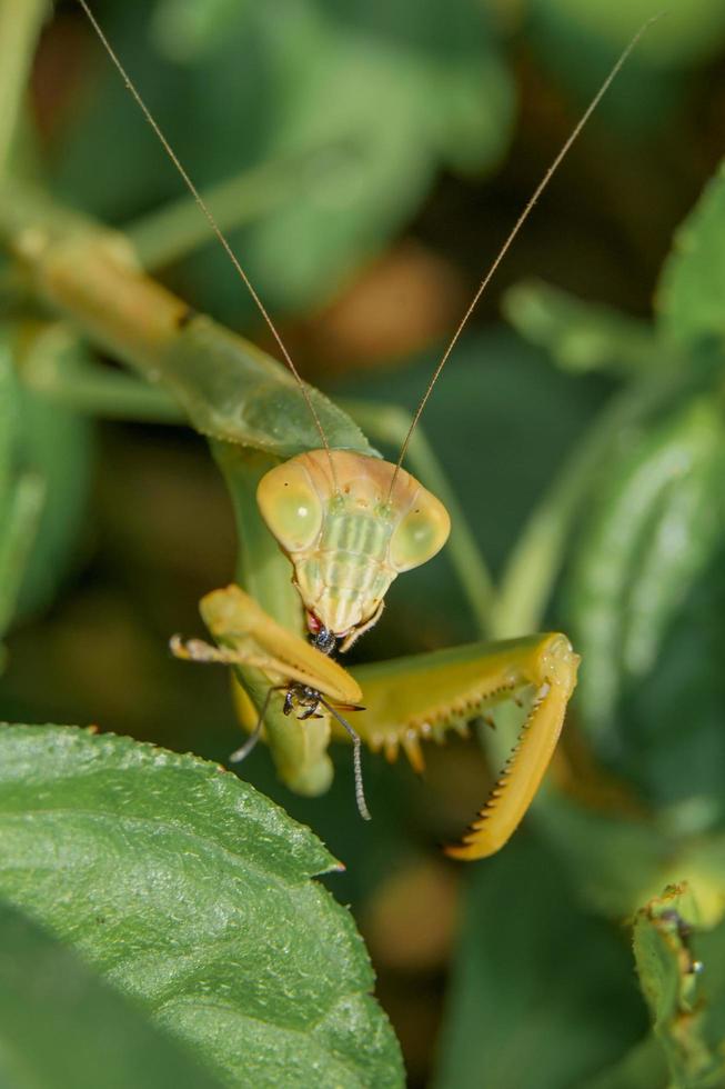 makrofotografering av en bönsyrsa äter små insekter i lövbusken, närbilden och detaljhuvudet foto