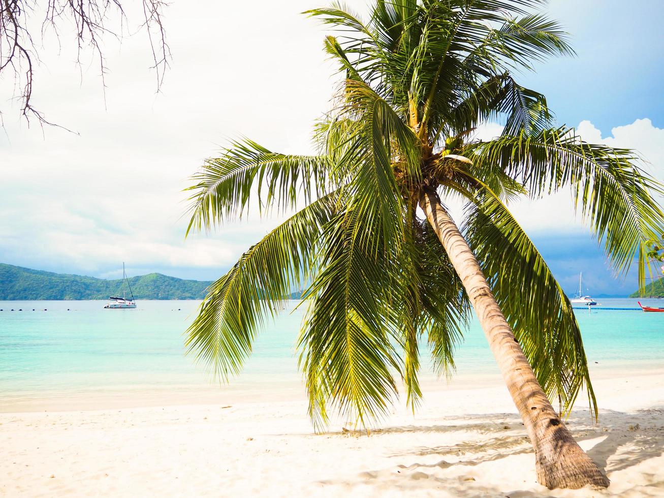 kokospalmer lutade mot havet foto