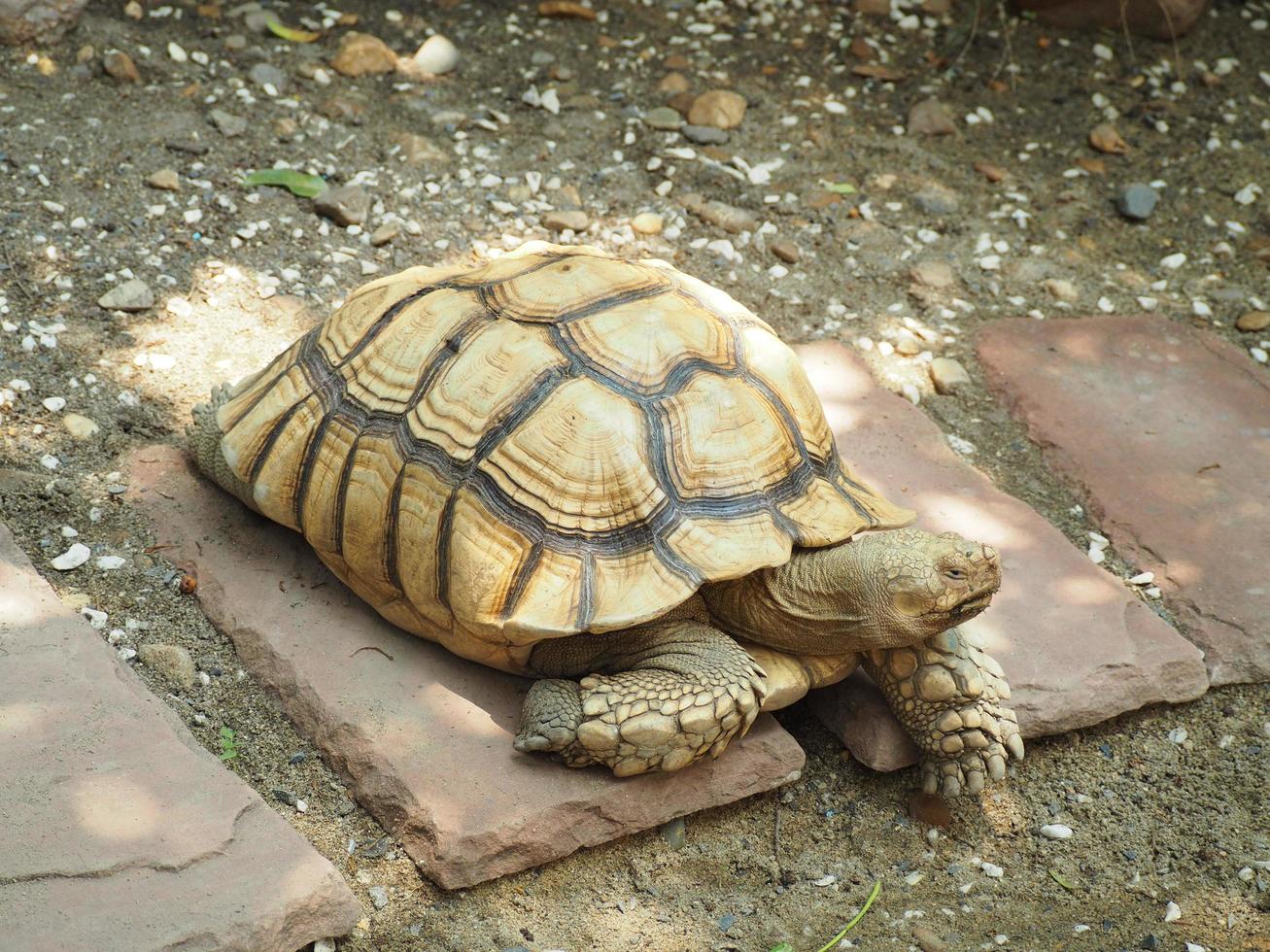en stor sköldpadda ligger på marken. foto