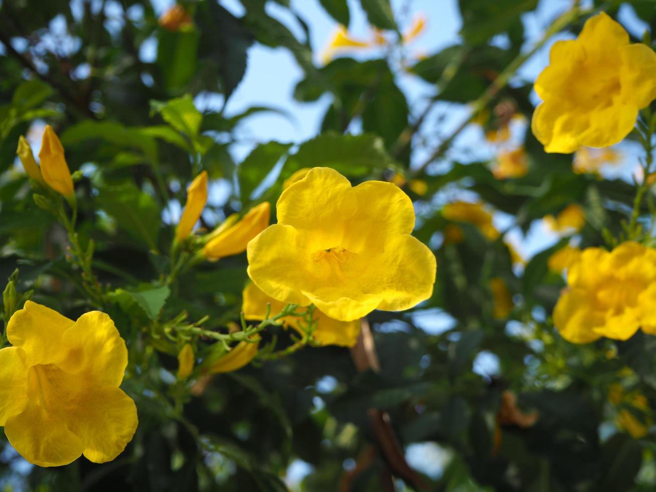 sommar gula blommor mot gröna blad bakgrund foto