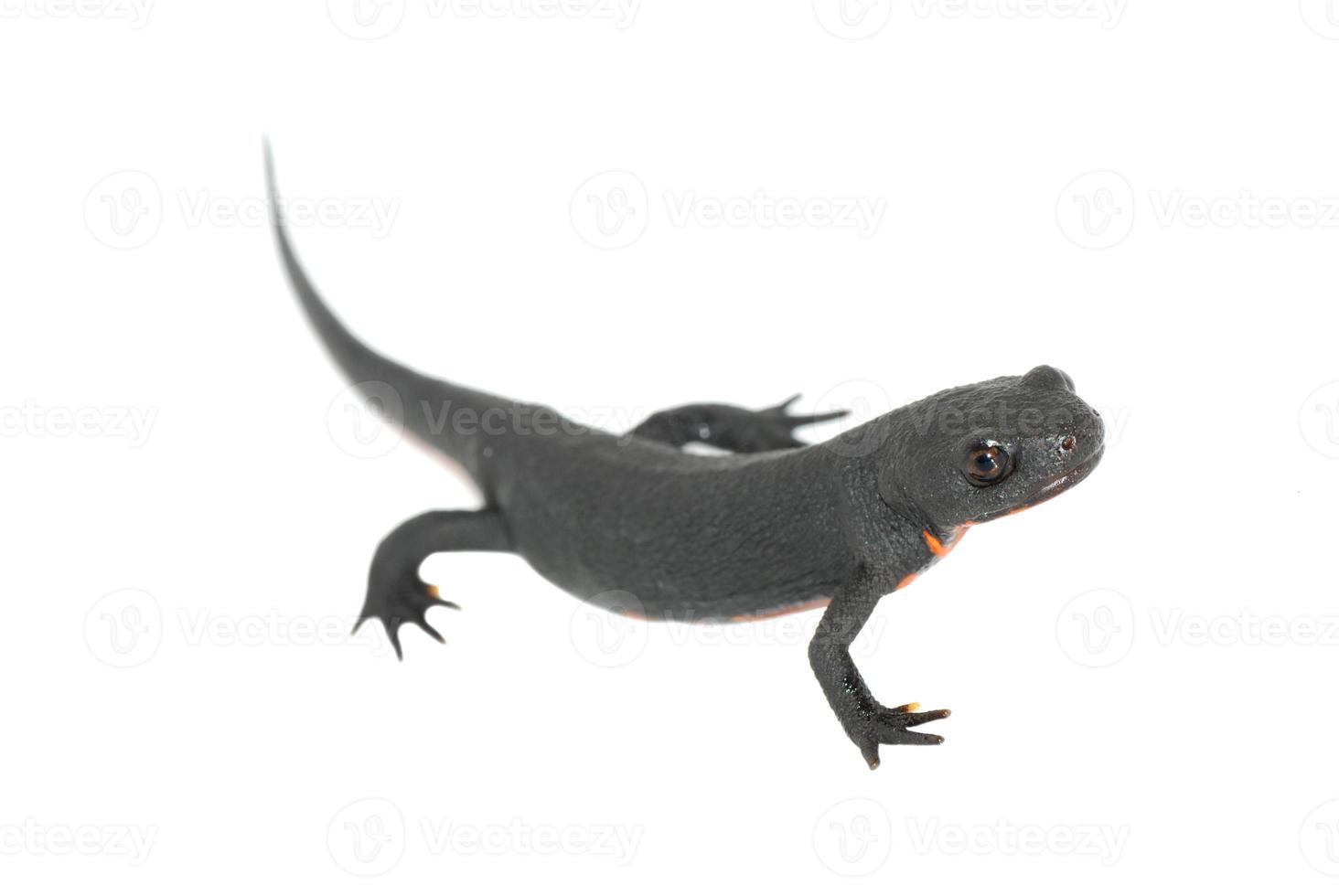 djur brand salamander isolerade foto