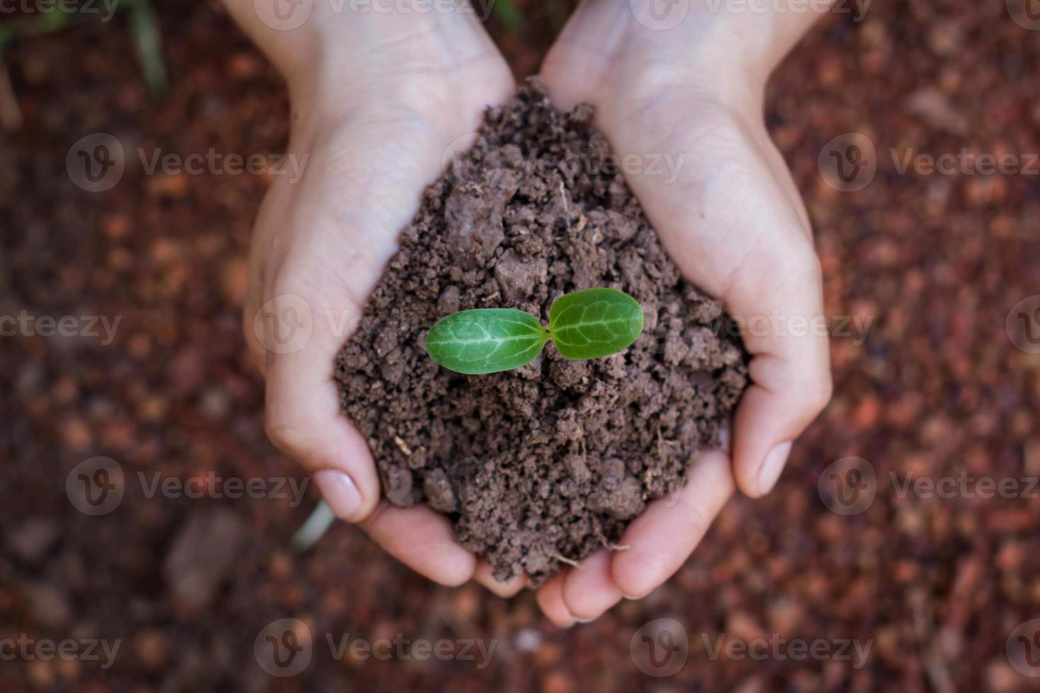 plantera träd för att skapa ett levande, konceptplanteringsträd. foto