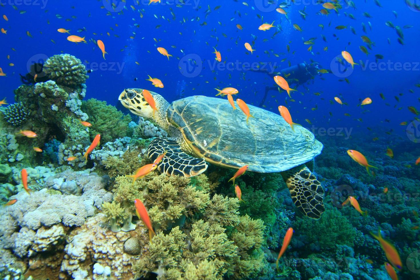 hawksbill sköldpadda och tropisk fisk foto