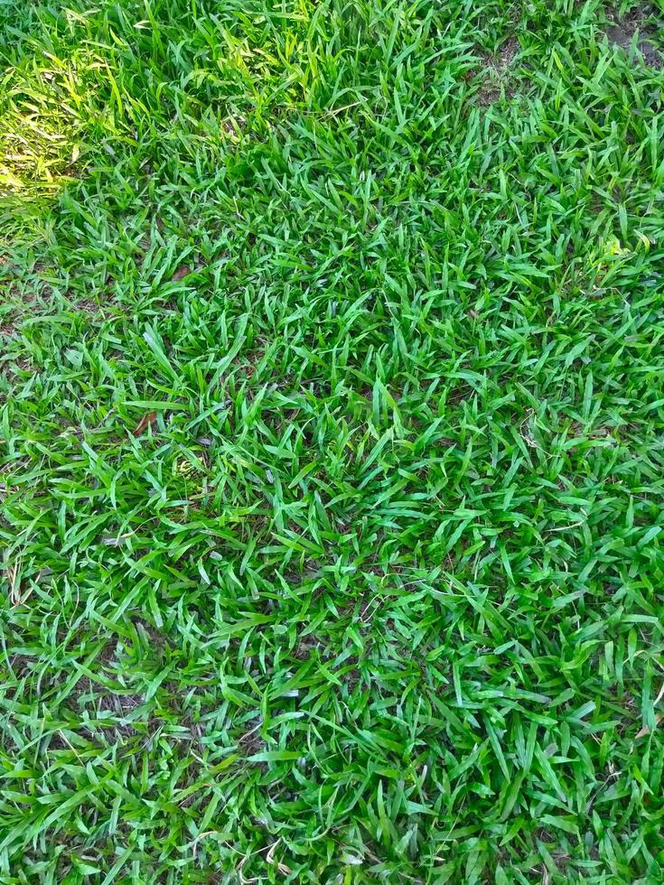 stora gröna gräsmattor, ljusa soliga dagar. foto