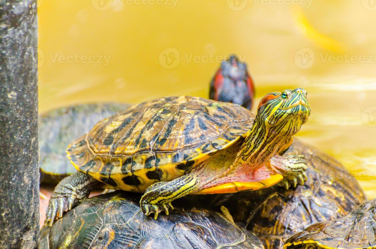 rödörhörda skjutsköldpaddan foto