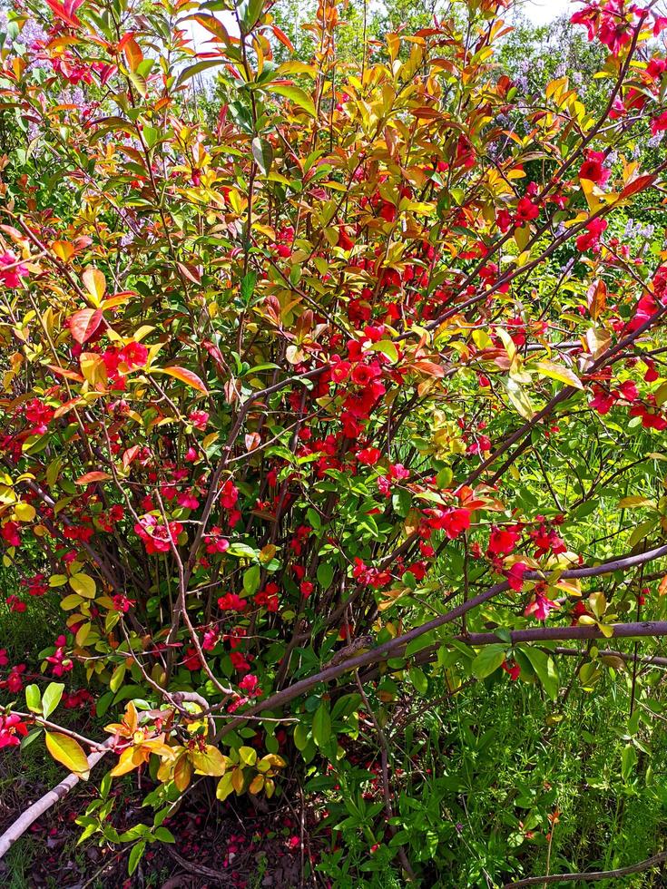 blomma i en park, skönhet i naturen. foto