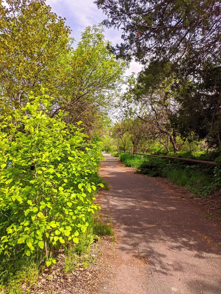 botanisk trädgård på våren, skönhet i naturen. foto