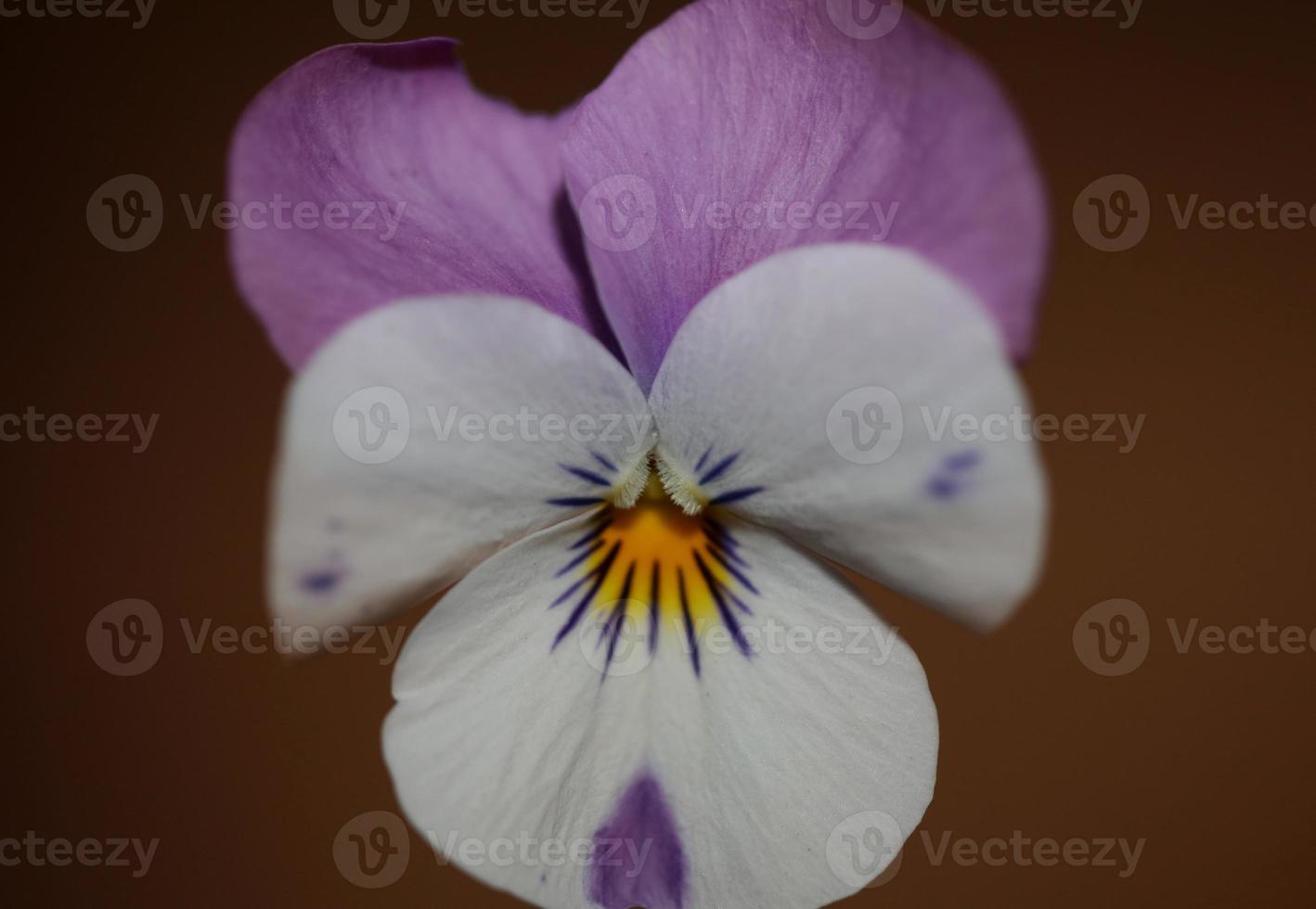 färgglada blomma blomma närbild jordbruksbakgrund viola tricolor l. family violaceae högkvalitativt botaniskt tryck i stor storlek foto