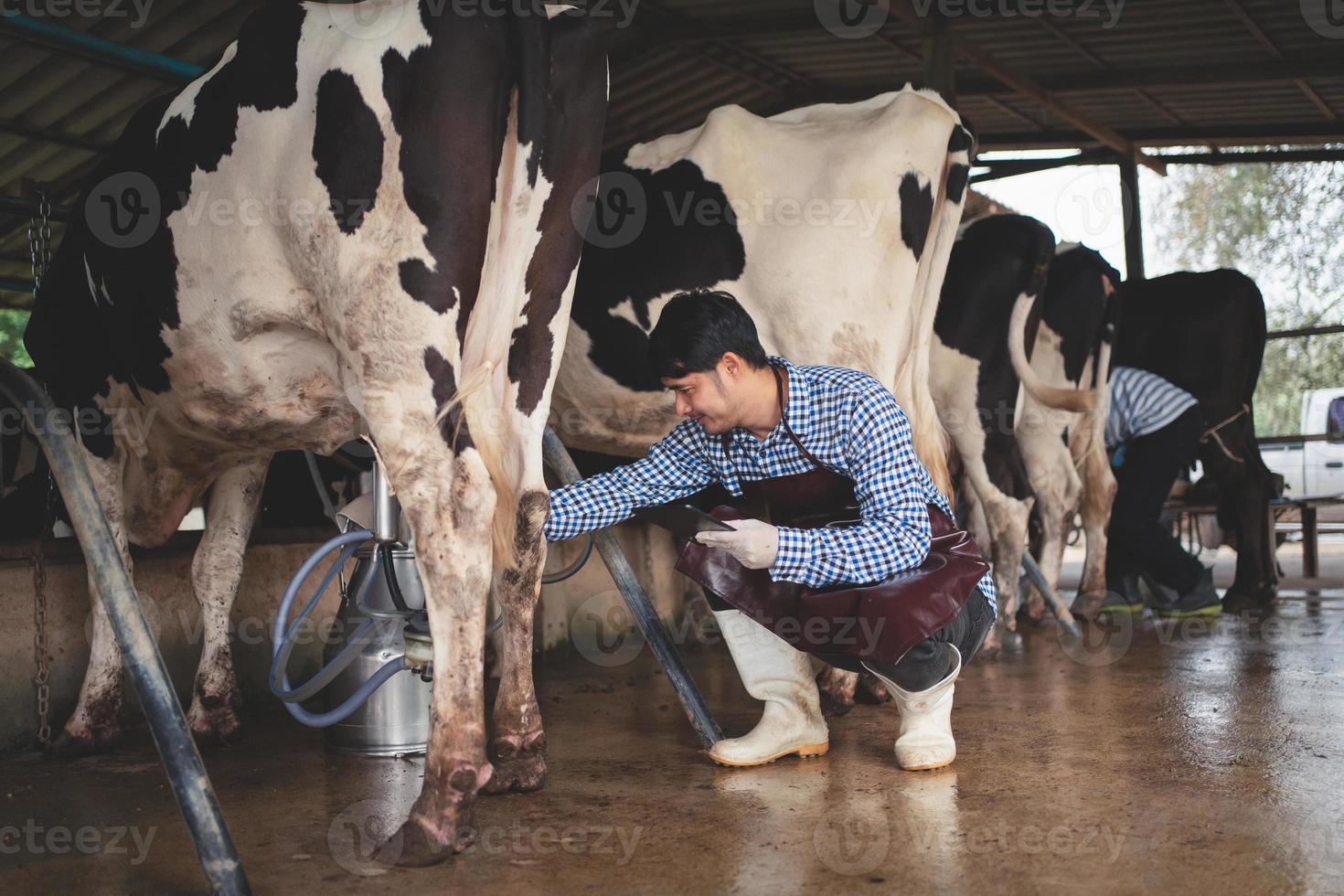 manlig bonde kontrollerar sin boskap och kvaliteten på mjölken i mjölkgården .agriculture industri, jordbruk och djurhållning koncept, ko på mjölkgård äter hö, ladugård. foto