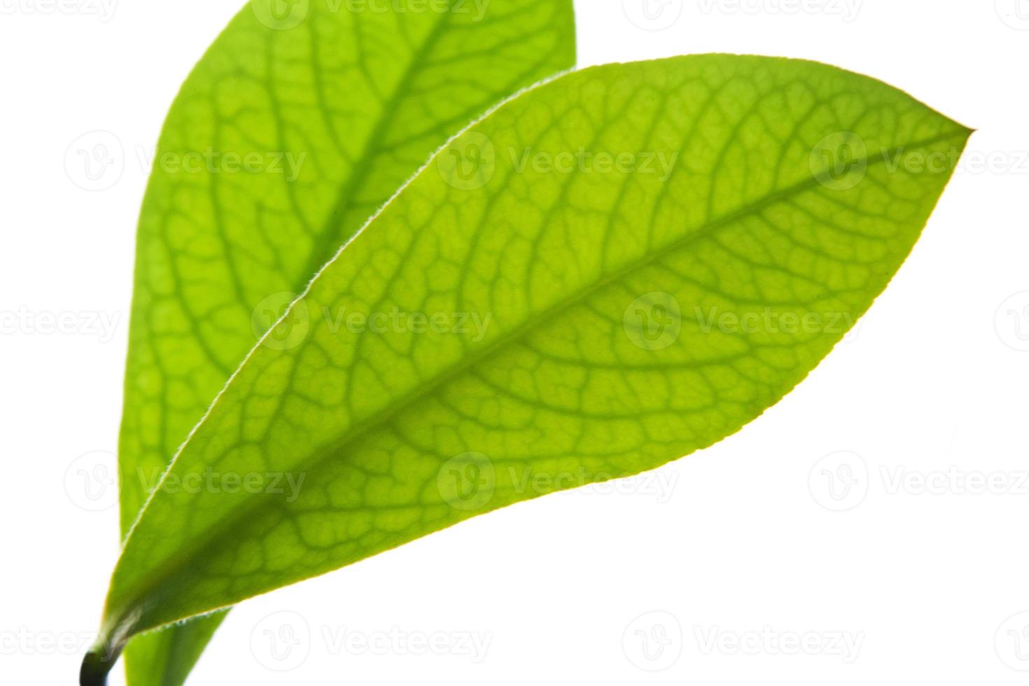 coca leaf foto
