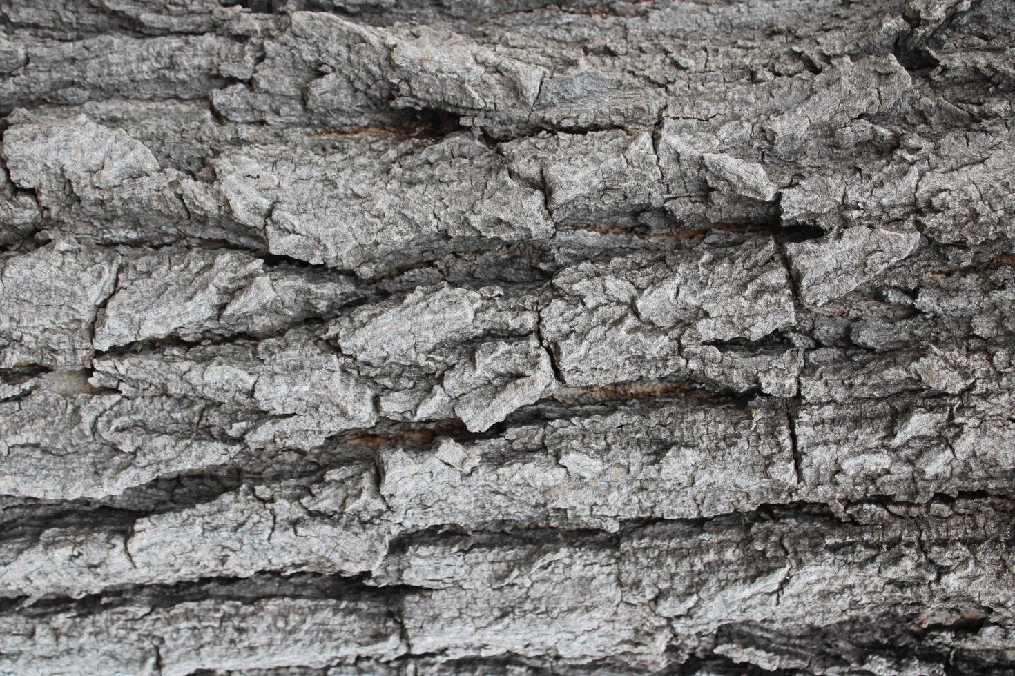 bakgrundsbark, grov yta på barkbilden foto